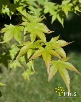 <p><span style="font-size: 16px;"><span style="font-size: 17px;"><strong><em>La taille:</em></strong></span> Elle s'effectue plus ais&eacute;ment lorsque l'arbre est en feuilles, pour distinguer les rameaux secs. Supprimez juste les poussent en surnombre ou mal plac&eacute;es.</span></p>