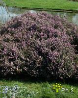 <p><span style="color: black; font-family: Verdana;"><span style="font-size: 17px;">Son seul ennemi est l'humidit&eacute; stagnante. Il faut &eacute;viter le soleil direct. Id&eacute;ale pour les balcons et terrasses. Une plantation pas trop profonde. Une taille l&eacute;g&egrave;re au printemps.</span></span></p>