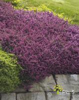 <p><span style="color: black; font-family: Verdana;"><span style="font-size: 17px;">Pour la plantation Il est possible d&rsquo;utiliser une bonne terre de jardin sableuse, plut&ocirc;t pauvre, ne retenant pas l'eau en permanence. Un sol un peu calcaire convient aussi. Un apport de 15 &agrave; 20 % de terreau ou de tourbe est conseill&eacute; dans le trou de plantation. Evitez le soleil direct et les emplacements trop chauds.</span></span></p>