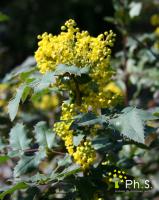 <p style="text-align: justify;"><span style="font-size: 17px;"><span style="text-decoration: underline;">Le sol:</span> </span><span style="font-size: 16px;">Le mahonia tol&egrave;re tous les types de sol, mais il a une pr&eacute;f&eacute;rence pour une terre plut&ocirc;t sableuse, l&eacute;g&egrave;rement acide ou neutre et bien enrichie en humus. Dans les sols tr&egrave;s calcaires, ajoutez de la tourbe blonde ou de la terre de bruy&egrave;re pour acidifier un peu le sol.</span></p>