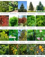 <p><span style="font-size: small;">L'id&eacute;al pour un jardin pour oiseaux, c'est d'avoir des arbres, des arbustes, des herbac&eacute;es et des gramin&eacute;es qui fournissent de la nourriture sous forme de fruits, de graines et de baies. </span></p>