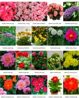 <p style="text-align: justify;"><span style="font-size: 14px;">Il faut avoir chez soi une vari&eacute;t&eacute; de v&eacute;g&eacute;taux tels que des plantes grimpantes, des annuelles, des vivaces et des arbustes, pour obtenir une grande gamme de couleur et de sources de pollen, de nectar et de feuillages. </span></p>