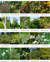 <p><span style="font-size: small;">Les arbres: procurent des abris, un site pour nicher, un poste d'alimentation.(graines, fruits, insects) </span></p>