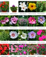 <p><span style="font-size: 14px;">Il faut favoriser les couleurs jaune et mauve, car elles attirent grandement les papillons. Il est appr&eacute;ci&eacute; de mettre des v&eacute;g&eacute;taux aux pi&egrave;ces florales simples et dont la corolle des fleurs est profonde.</span></p>