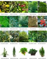 <p><span style="font-size: small;">Les arbustes &agrave; petits fruits et ornementaux: l'alimentation, cache,... </span><span style="font-size: small;">Les herbac&eacute;es et gramin&eacute;es: l'alimentation. </span></p>