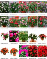 <p><span style="font-size: 14px;">Bien choisir des plantes ayant des p&eacute;riodes de floraison diff&eacute;rentes.</span></p>