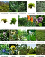 <p><span style="font-size: small;">Les esp&egrave;ces d'oiseaux qui fr&eacute;quentent un jardin d&eacute;pendent &eacute;galement de la saison et de l'environnement proche du jardin (bois, champs, marais). Un jardin situ&eacute; &agrave; la campagne est r&eacute;guli&egrave;rement visit&eacute; par de nombreuses esp&egrave;ces. Au centre d'une grande ville, il y aura une moins grande vari&eacute;t&eacute; d'oiseaux.</span></p>