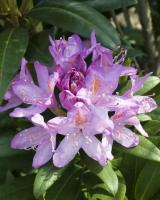 <p class="MsoNormal"><span style="font-size:12.0pt;line-height:115%;font-family: &quot;Arial&quot;,&quot;sans-serif&quot;;color:black;background:white">Les           rhododendrons poss&egrave;dent           certains atouts de s&eacute;duction:&nbsp;</span><span style="font-family: Arial, sans-serif; font-size: 12pt; line-height: 115%;">une des           floraisons les plus           spectaculaires du printemps,&nbsp;</span><span style="font-family: Arial, sans-serif; font-size: 12pt; line-height: 115%;">un           feuillage persistant et&nbsp;</span><span style="font-family: Arial, sans-serif; font-size: 12pt; line-height: 115%;">un tr&egrave;s           grand choix de           coloris.&nbsp;</span><span style="font-family: Arial, sans-serif; font-size: 12pt; line-height: 115%;">Du plus           petit au plus grand,           il y en a pour tous les jardins.</span></p>