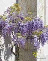 <p style="text-align: justify;"><span style="font-size: 17px;"><strong><em>Le sol:</em></strong> </span><span style="font-size: 16px;">Il faut de pr&eacute;f&eacute;rence un sol sableux et pas trop de calcaire, voire l&eacute;g&egrave;rement acide pour &eacute;viter le jaunissement du feuillage. Une terre assez pauvre est pr&eacute;f&eacute;rable pour obtenir une floraison abondante.</span></p>