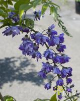 <p><span style="font-size: 17px;"><strong><em>La taille:</em></strong> </span><span style="font-size: 16px;">Les fleurs apparaissent sur les tiges de un an, donc il faut couper les nouvelles pousses afin de favoriser la multiplication des boutons floraux.</span></p>