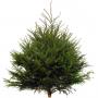 Picea Excelsa 250/300 Cpe Choix1
