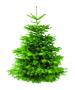 ABIES nordmanniana EXTRA 125/150 CPE