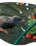 BIRDNET Filet de protection oiseaux PE Vert 2x10m
