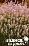 LAVANDULA angustifolia 'Rosea' FF C2L-RC