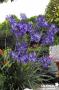 AGAPANTHUS 'Northern Star' COV C2L-RC