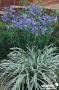 AGAPANTHUS Silver Moon® FF C2L-RC