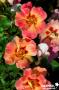 ROSIER 'Intereybabroc' Coral Babylon Eyes® TG-H40 C6L
