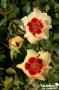 ROSIER 'Intereybabsap' Pastel Babylon Eyes® TG-H40 C6L