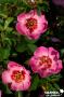 ROSIER 'Intereybabeuq' Queen Babylon Eyes® TG-H40 C6L