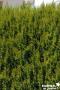 CHAMAECYPARIS lawsoniana 'Alumigold' FF 80/90 C10L