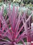 CORDYLINE Pink Passion® FF C4.5L