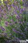 LAVANDULA angustifolia 'Twickel Purple' FF C4.5L