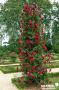 ROSIER 'Paul's Scarlet Climber' GPT-3TUT C4L