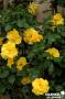 ROSIER 'Madame Pierre S.Dupont' GPT-3TUT C4L