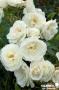 ROSIER 'Korbin' Iceberg 3TUT C4L