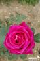ROSIER 'Karl Herbst' 3TUT C4L