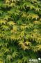 ACER palmatum 'Kashima' C4.5L