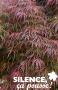 ACER palmatum dissectum 'Garnet' C10L