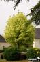 ACER platanoides 'Drummondii' TG-H180 C25L