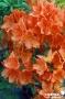 AZALEA 'Doctor M.Oosthoek' C4.5L