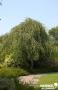 BETULA pendula 'Youngii' BALIV C15L