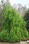 CERCIDIPHYLLUM japonicum 'Pendulum' TG-H110 C10L