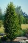 CARPINUS betulus 'Fastigiata' BALIV C15L