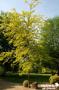 GLEDITSIA triacanthos 'Sunburst' BALIV C15L