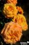 ROSIER 'Interfluco' Amber Flush® FG C6L