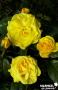 ROSIER 'Arokris' Noces d'Or® C6L