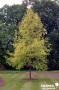 LIRIODENDRON tulipifera 'Aureomarginatum' BALIV C15L