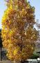 LIRIODENDRON tulipifera 'Fastigiatum' BALIV C15L
