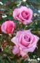 ROSIER Barbara Streisand® FF C6L