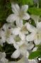 AZALEA 'Dorothy Heiden' Ø50/60 C10L