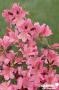 AZALEA 'Gilbert Mullie' Ø50/60 C10L
