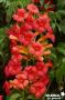 CAMPSIS tagliabuana 'Madame Galen' FF PALIS C10L