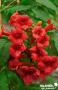 CAMPSIS radicans 'Stromboli' Atomic Red® FF PALIS C10L