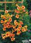 CAMPSIS tagliabuana 'Indian Summer Kudian' FF PALIS C10L
