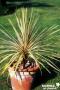 CORDYLINE australis 'Torbay Dazzler'® FF C10L