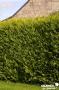 CUPRESSOCYPARIS leylandii Excalibur Gold® COV 125/150 C7L